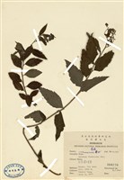 藏品(臺灣繡線菊)的圖片